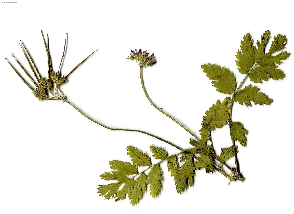 Erodium moschatum (Geraniaceae)